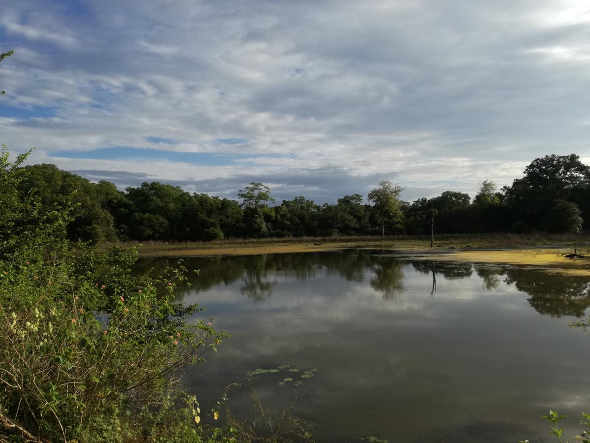 אודוואלאווה Induwara Safari Resort מראה חיצוני תמונה