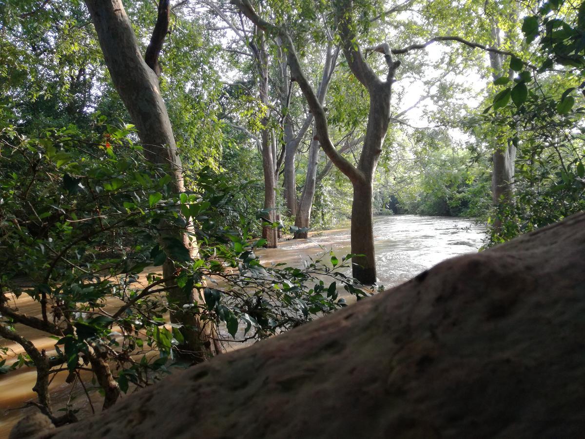 אודוואלאווה Induwara Safari Resort מראה חיצוני תמונה