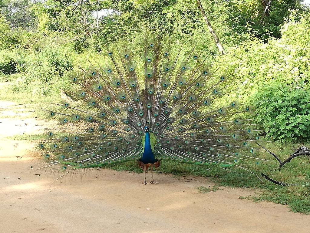 אודוואלאווה Induwara Safari Resort מראה חיצוני תמונה